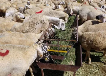 Çadır sayesinde hayvan sayısını 2 katına çıkardı