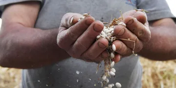 “Çandır Fasulyesi Şenliği” başlıyor