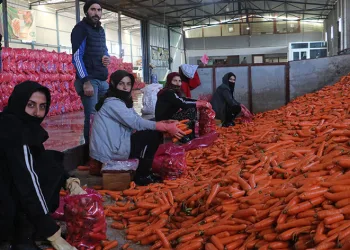 Enkaz kentte zorlu hasat