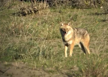 Serengeti değil, Kızılırmak Deltası