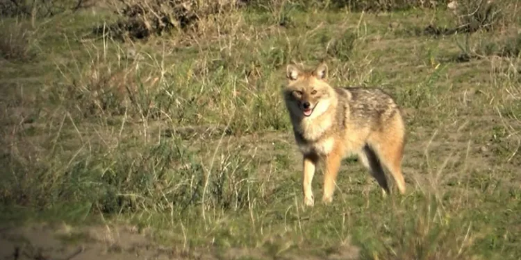 Serengeti değil, Kızılırmak Deltası