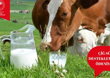 Çiğ süt destek ödemeleri başladı