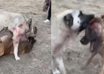 Köpekleri öldüresiye dövüştürdüler