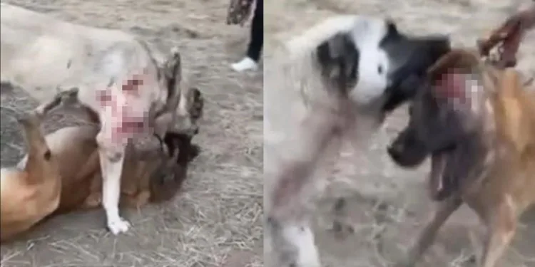 Köpekleri öldüresiye dövüştürdüler