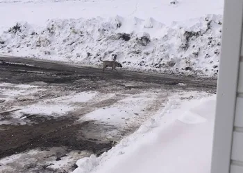 Başıboş köpekler tehlike saçıyor