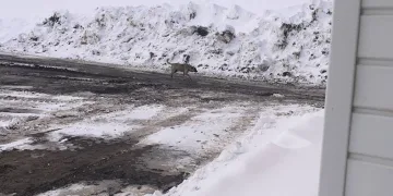 Başıboş köpekler tehlike saçıyor
