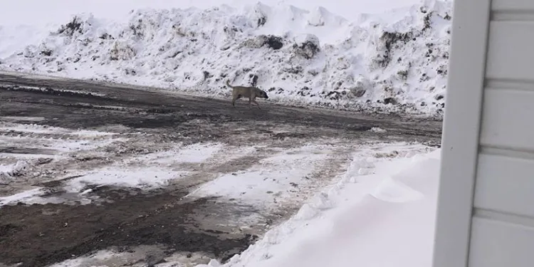 Başıboş köpekler tehlike saçıyor
