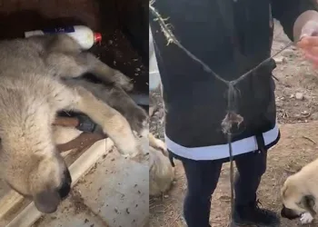 Afyonkarahisar’da infial oluşturan görüntüler