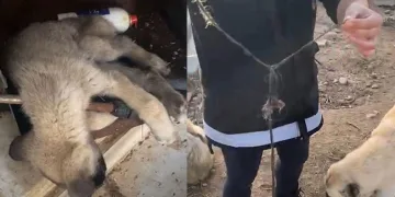 Afyonkarahisar’da infial oluşturan görüntüler