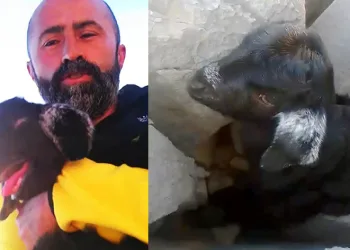 Keçi yavrusu ile kurtarıcısının güldüren diyaloğu