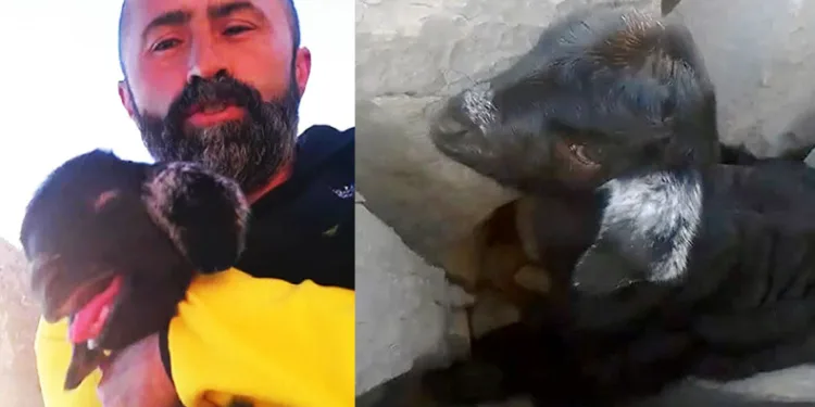 Keçi yavrusu ile kurtarıcısının güldüren diyaloğu