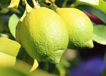 Tescilli Lamas limonunda hasat