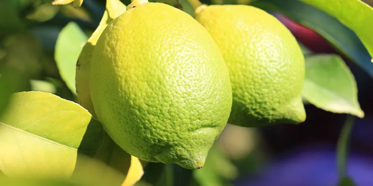 Tescilli Lamas limonunda hasat