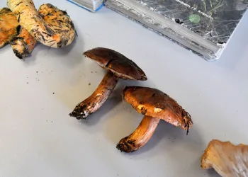 Mantar bereketi yaşanırken, uzmanlar uyardı