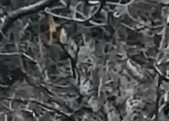 Kırmızı listede yer alan 2 vaşak görüntülendi