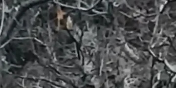 Kırmızı listede yer alan 2 vaşak görüntülendi