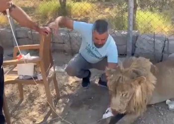 20 günde eski sağlığına kavuşturdu