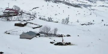 Muş’ta yüksek rakımlı köyler kara gömüldü