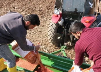 Şanlıurfa buğday ekimine başladı