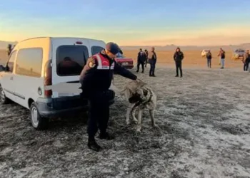 Köpek dövüştürerek bahis oynayanlara suçüstü