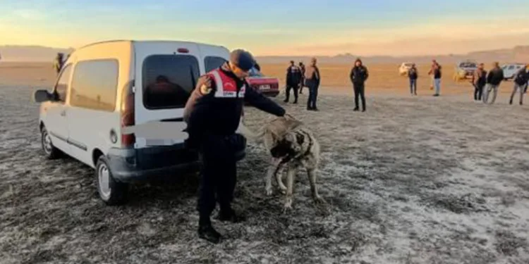 Köpek dövüştürerek bahis oynayanlara suçüstü