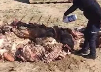 1 ton 150 kilo et imha edildi