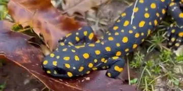 Benekli semender görüntülendi