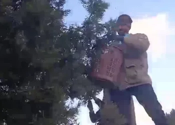 Köylülerin yeni ek gelir kapısı