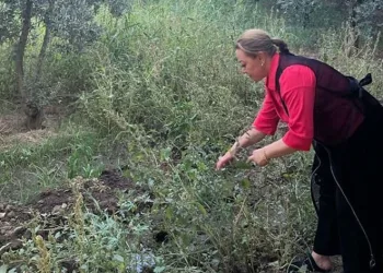 Kantaron bitkisi binbir derde deva