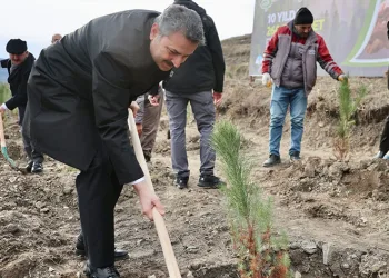 10 yılda 260 bin fidan