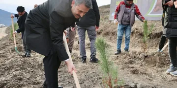 10 yılda 260 bin fidan