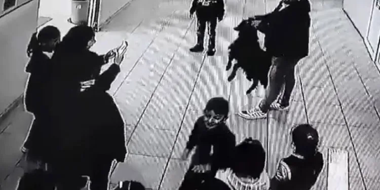 Yağmurdan kaçan keçi okula sığındı