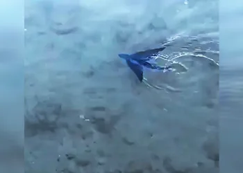 Kıyıya yakın alanda uçan balık görüldü