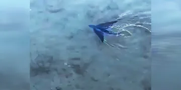 Kıyıya yakın alanda uçan balık görüldü