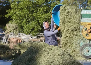 Dünyanın kekik ambarı haline geldi