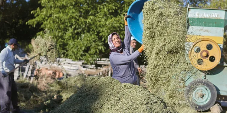 Dünyanın kekik ambarı haline geldi