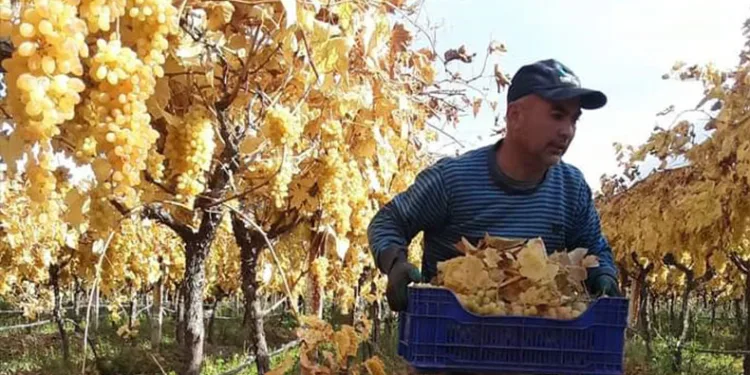 Yaz meyvesi kışın hasat ediliyor