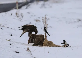 Ardahan’da kara akbaba görüntülendi