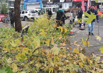 Bingöl’de ağaçlar budanıyor