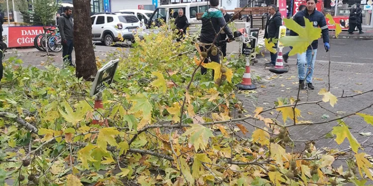 Bingöl’de ağaçlar budanıyor
