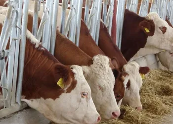 Hibe destekleme başvuruları başladı