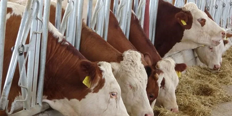 Hibe destekleme başvuruları başladı