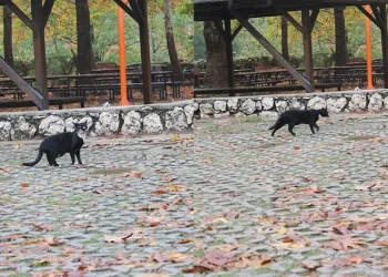 Kedi ile dronun ilginç anları