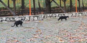 Kedi ile dronun ilginç anları