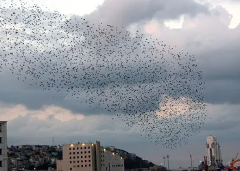 Gökyüzünde sığırcık şöleni
