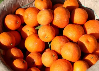 Mandalina yüz güldürüyor