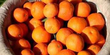 Mandalina yüz güldürüyor