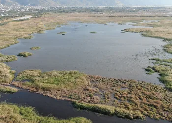 Kuş cenneti, yağışlı havayla canlandı