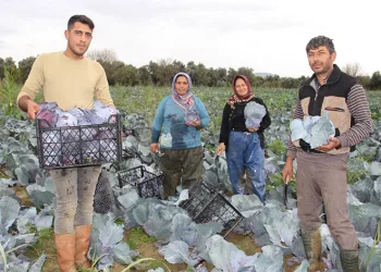 Aydın’da kara lahana hasadı başladı