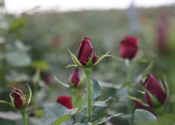 Gül kazandırdı, üretici çoğaldı